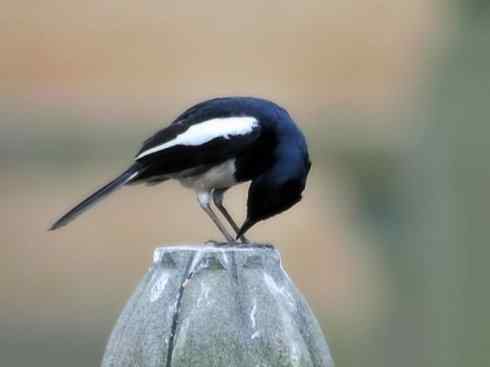 家禽驯化之源之二十五（绣眼鸟、鹊鸲四喜）