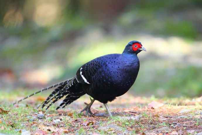 台湾特有鸟类——黑长尾雉（帝雉）
