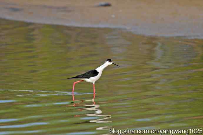 黑翅长脚鹬（2）