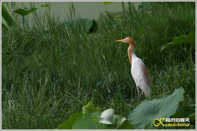 最后一抹夕阳下的鈥溑１仇剽潯菊掌