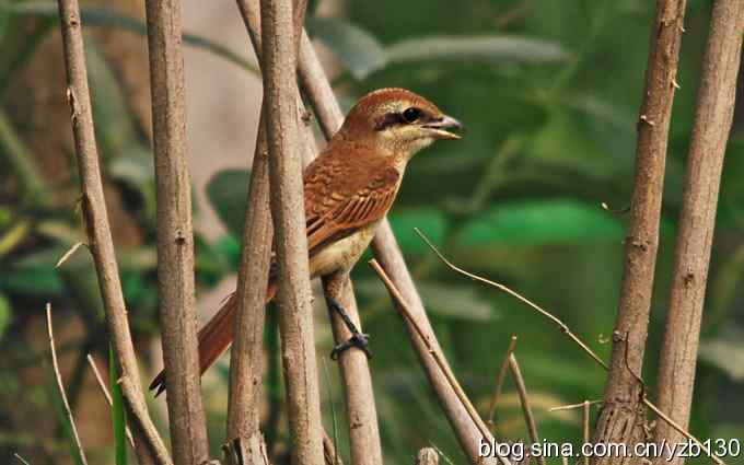 七里海周边鈥湻街酃扳澊蚰