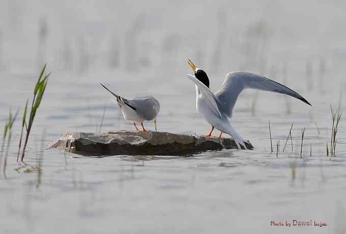 白额燕鸥：丹青写意 wbr似水柔情