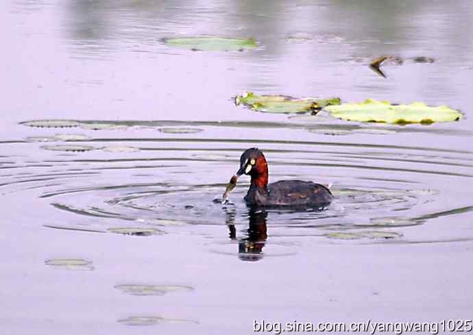 早餐 wbr鈥斺斝t捕鱼纪实