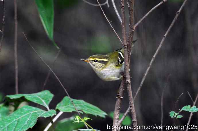 黄眉柳莺（22）