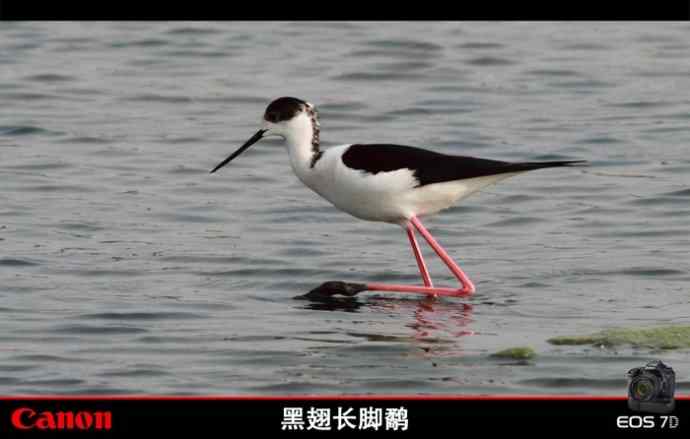 早晨拍到的一组黑翅长脚鹬