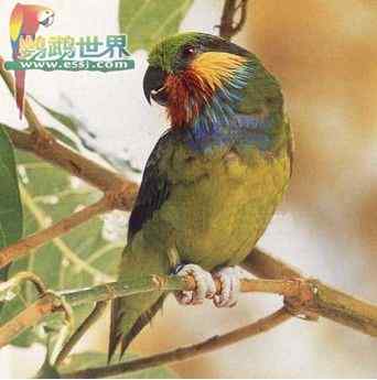 鹦鹉_不同价格的鹦鹉