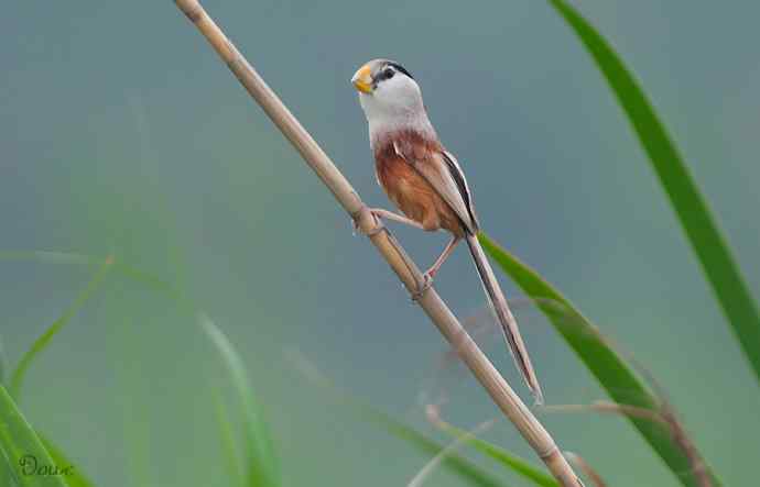 震旦鸦雀:芦野中的超然隐士* 震旦鸦雀:芦野中的超然隐士*