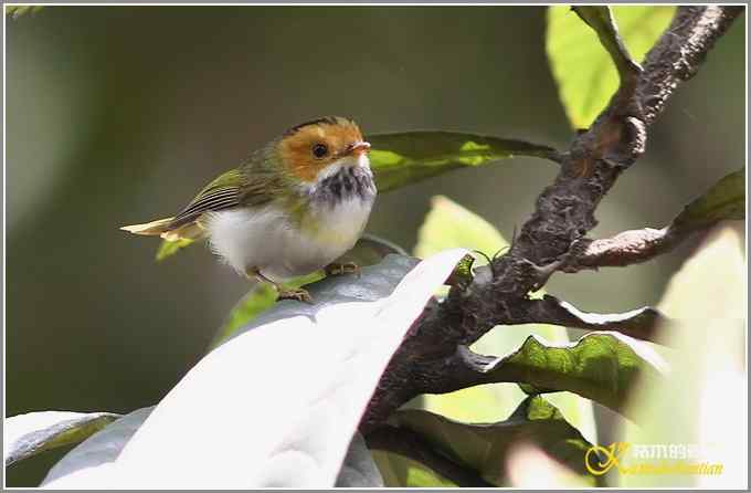 小鈥溩亓锄O莺鈥澯氪筲滪鈥潯菊掌