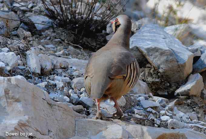 永定河湿地观鸟秋游