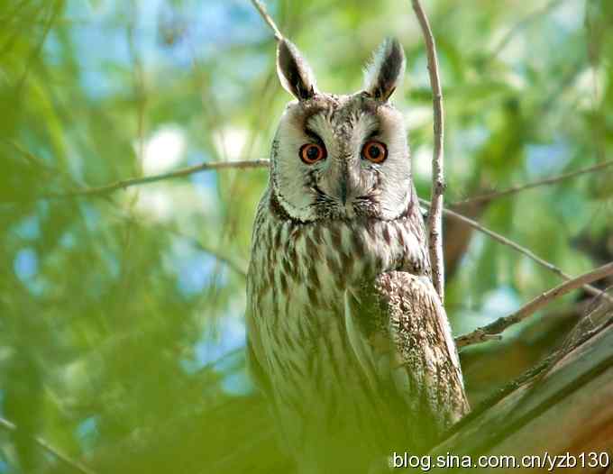 清晰版长耳鸮（组图，4张图片）