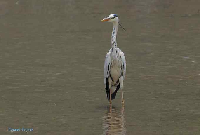 白河六月几只鸟　