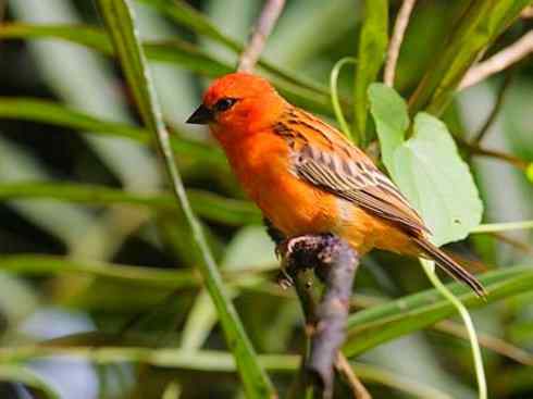 极品红色鸟类：红艳织雀