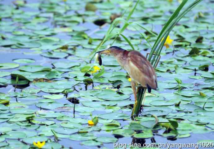 北京将府公园的鸟类——早餐（黄苇鳽捕鱼纪实续）