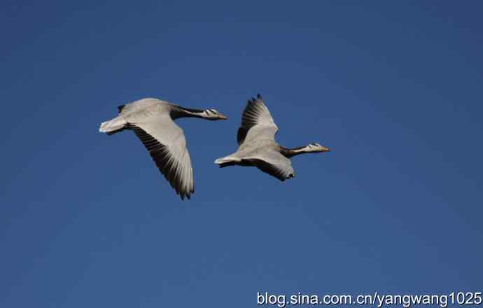 飞 wbr(斑头雁) wbr2 飞 wbr(斑头雁) wbr2