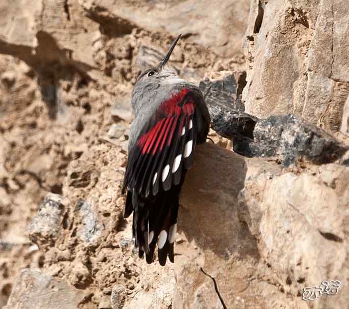 永定河峡谷 wbr路 wbr红翅旋壁雀 永定河峡谷 wbr路 wbr红翅旋壁雀
