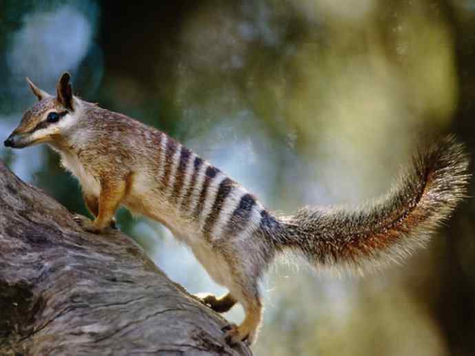 盘点十二大著名食蚁动物：袋食蚁兽