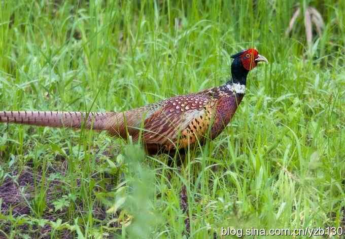 闲庭信步环颈稚（组图，21张图片）