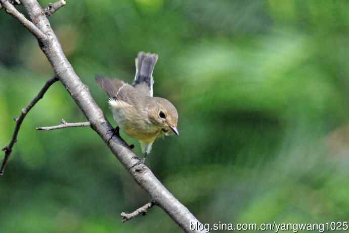 秋天的红喉姬鹟(8) 秋天的红喉姬鹟(8)
