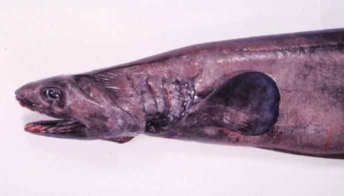 鱼类活化石：皱鳃鲨