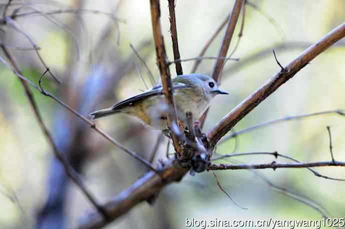戴菊鸟(4) 戴菊鸟(4)
