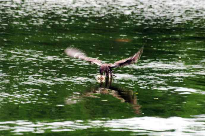 北海也有夜鹭飞（记实版）