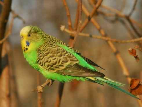 家禽驯化之源之七