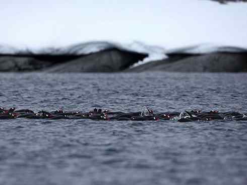 鸟类之最:巴布亚企鹅 鸟类之最:巴布亚企鹅