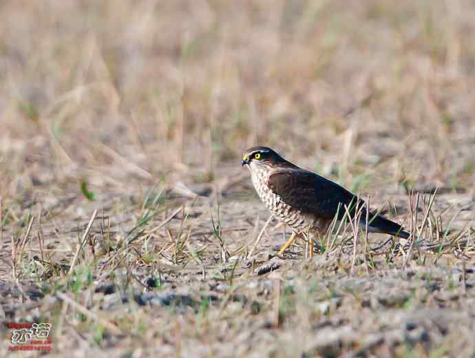 官厅水库 wbr路 wbr金秋十一猛 官厅水库 wbr路 wbr金秋十一猛