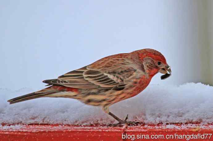 冬雀图：家朱雀