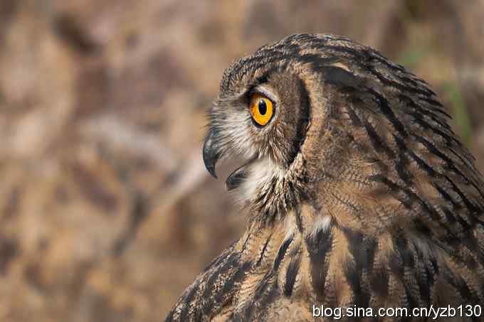 终于拍到大雕神猫了鈥斺敱贝骱有菁俚谒摹⑽逄欤ㄗ橥迹18张图片）