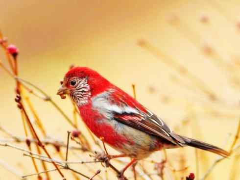 美丽无罪：雀鸟之雀类