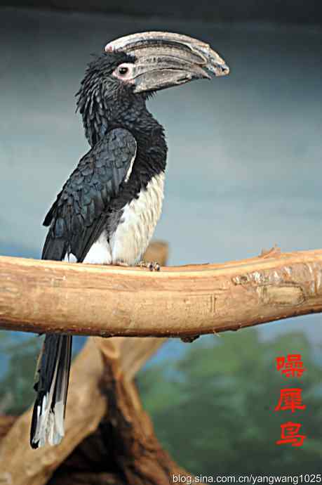 北京动物园的鸟类——杂片（鸟儿）