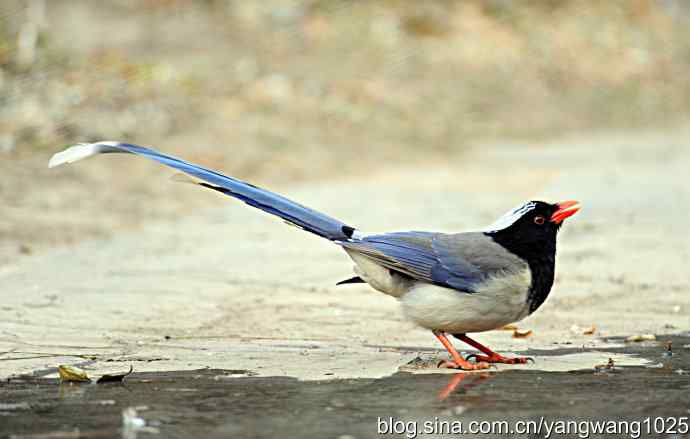 红嘴蓝鹊 红嘴蓝鹊
