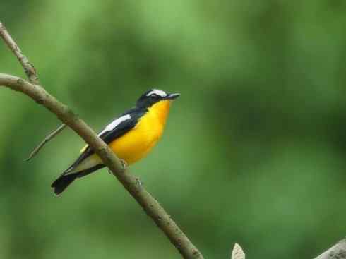 美丽无罪：雀鸟之姬鹟