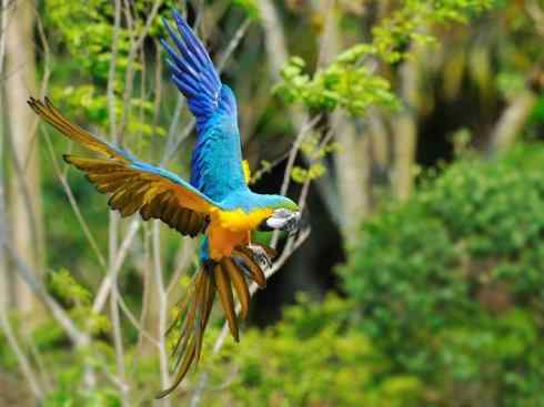 绝色攀禽：佛法僧目之翠鴗