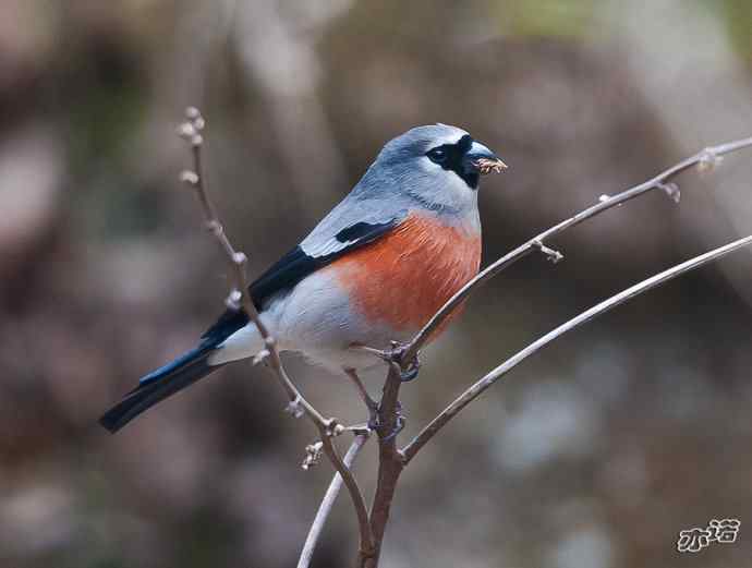 陕西洋县&nbsp;wbr路&nbsp;wbr灰头灰雀