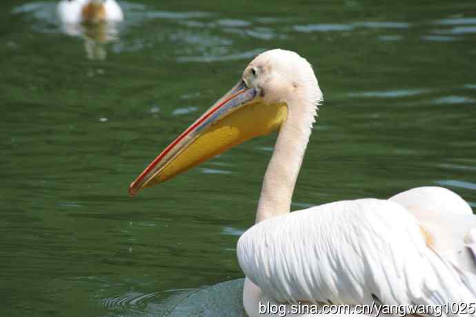 明星（鹈鹕大白）