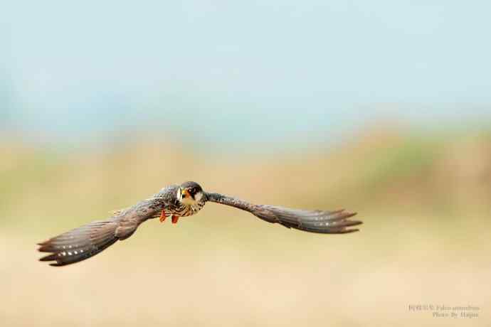 阿穆尔隼（Falco wbramurebsis）