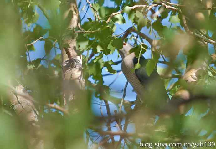 珍品褐耳鹰（组图，5张图片）