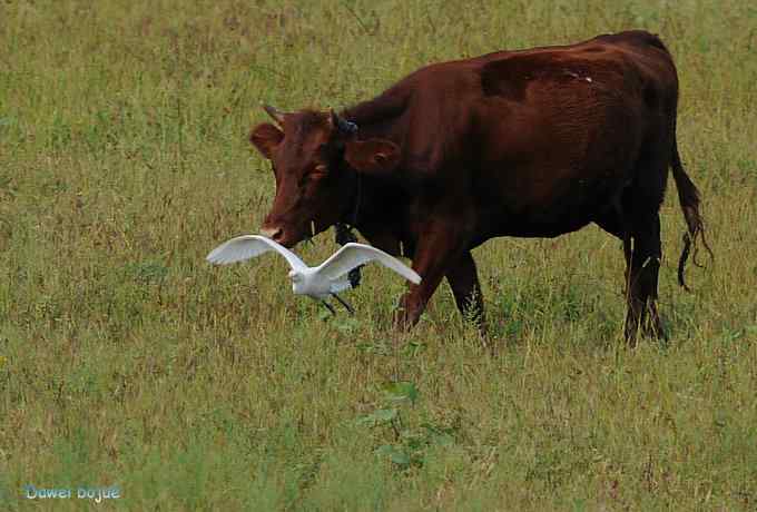 牛鹭两相伴 wbr景鸟一镜收 牛鹭两相伴 wbr景鸟一镜收