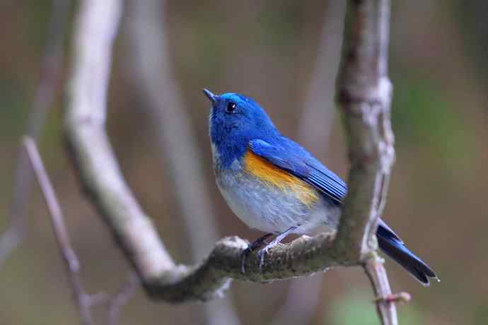 百花岭三日(第一季) 百花岭三日(第一季)