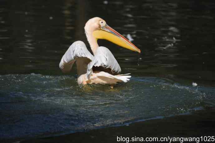 再拍大鹈鹕 wbr9