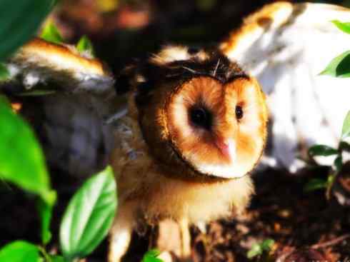 猎奇：十大奇异鸟类之二（极乐鸟、火烈鸟、猴面鹰）