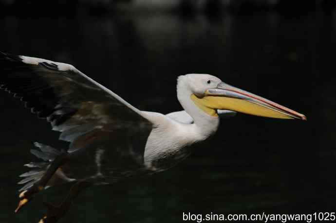 再拍大鹈鹕 wbr wbr1