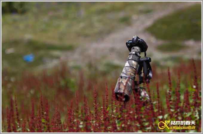 川西高原行&bull;拍鸟【照片】