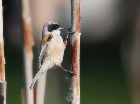 十大鸟类建筑师之二（织布鸟、维达雀）