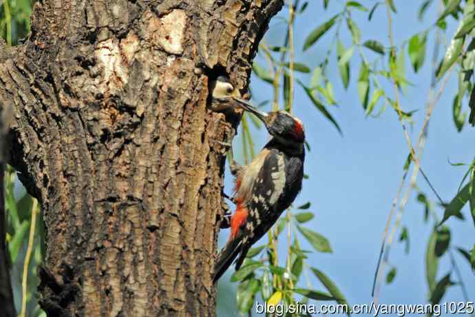 父子情深的大斑啄木鸟（3）