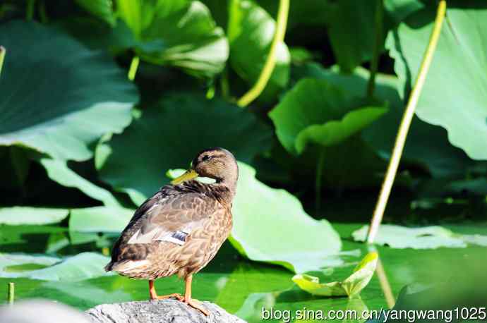 随拍野鸭 随拍野鸭