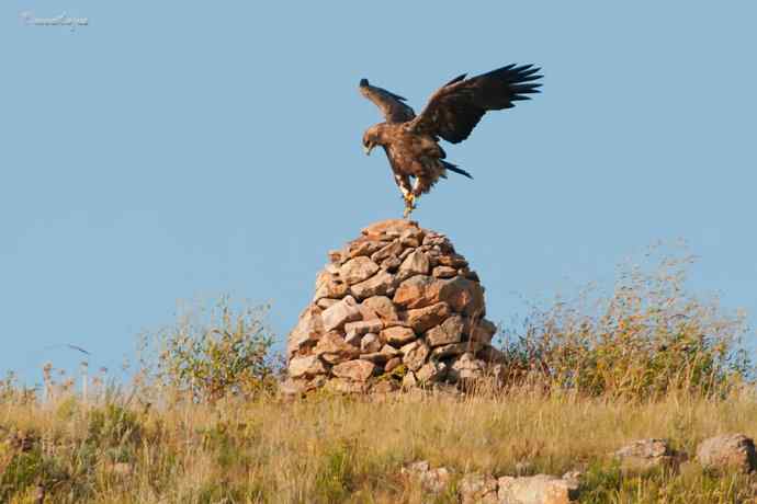 我和草原雕有个约定