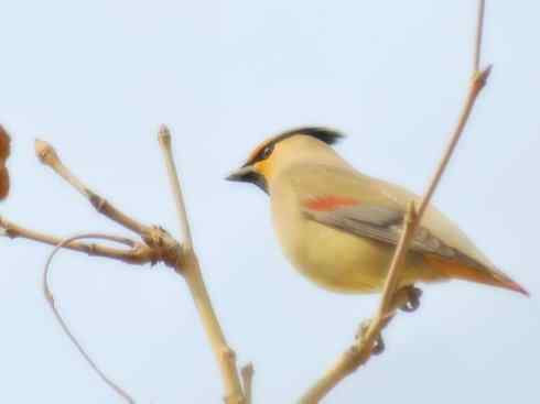 家禽驯化之源之二十